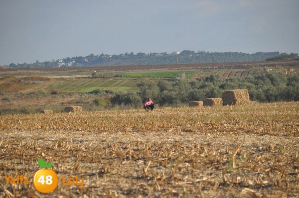 7amam lud monir 908 (62).JPG